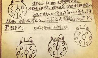 昆虫备忘录三年级下册