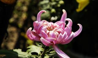 中秋赏菊(打一成语)