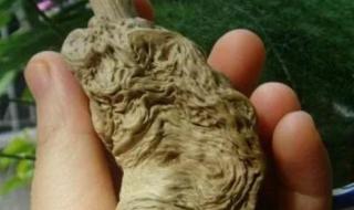 中国最珍贵的3棵树